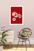 Load image into Gallery viewer, Peach