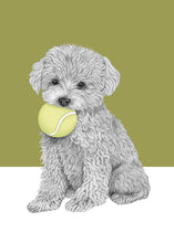 Load image into Gallery viewer, Mini Poodle