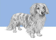 Load image into Gallery viewer, Long haired dachshund