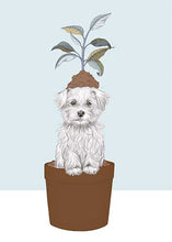 Load image into Gallery viewer, Maltezer
