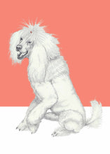 Load image into Gallery viewer, Poodle