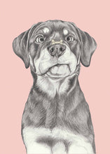 Load image into Gallery viewer, Rottweiler