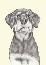 Load image into Gallery viewer, Rottweiler