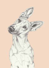 Load image into Gallery viewer, Shepherd