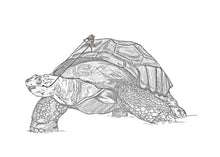 Load image into Gallery viewer, Tortoise ride