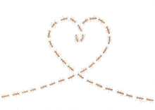 Load image into Gallery viewer, red ants