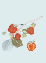 Load image into Gallery viewer, strawberries