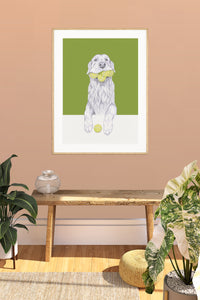 Golden Retriever
