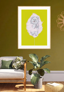 Pomeranian