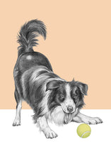 Load image into Gallery viewer, Bordercollie
