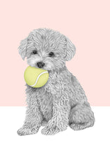 Load image into Gallery viewer, Mini Poodle
