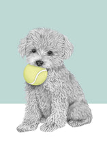 Load image into Gallery viewer, Mini Poodle
