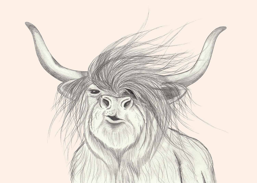 Scottish Highlander