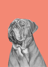 Load image into Gallery viewer, Bordeaux dog
