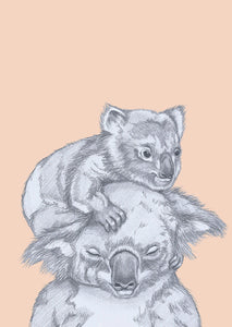 koala cuddles