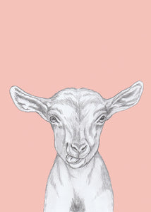 kid goat