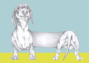 dachshund