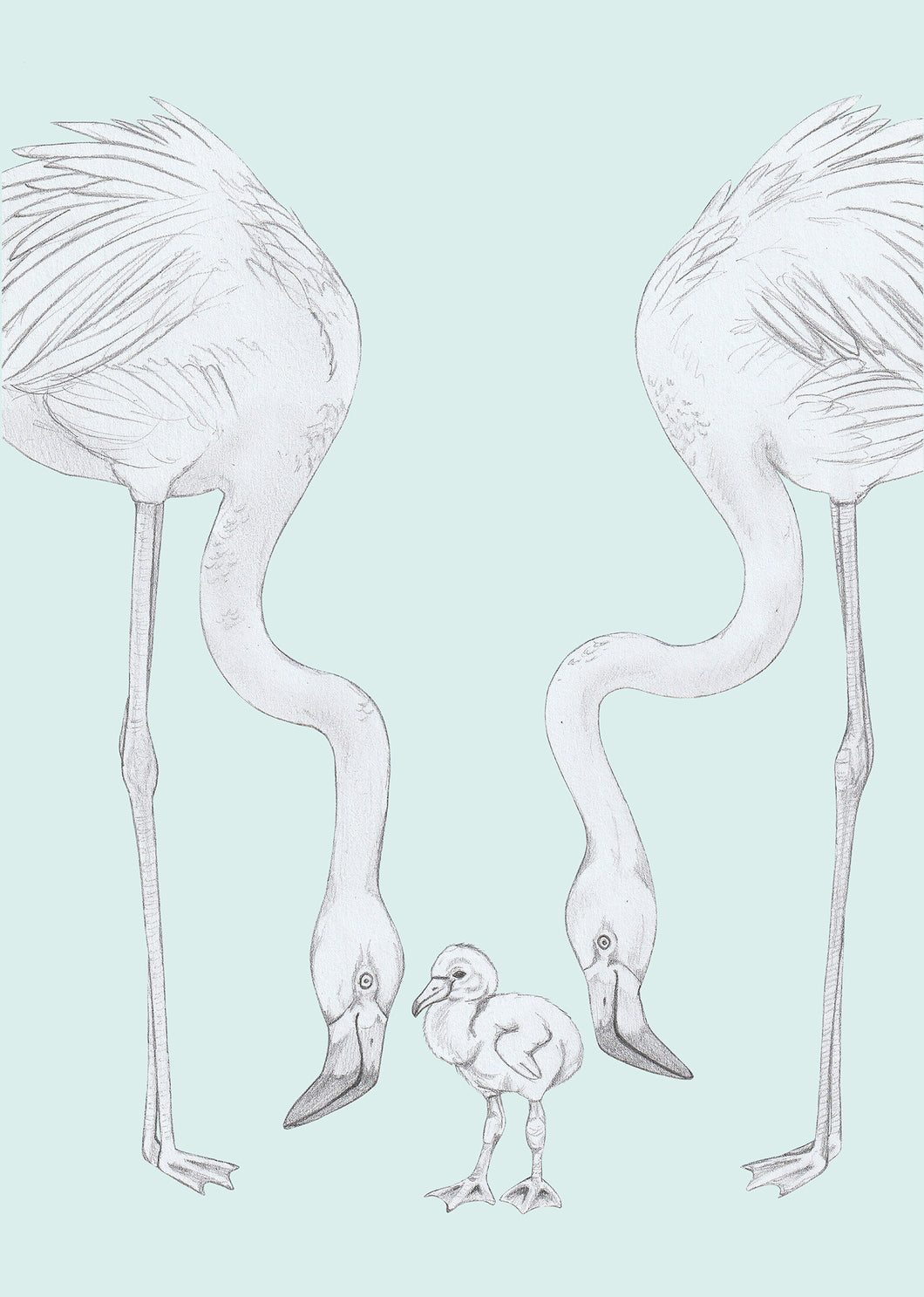 Flamingo's