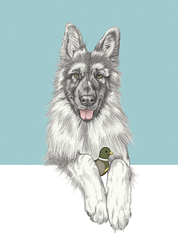 German Shepherd