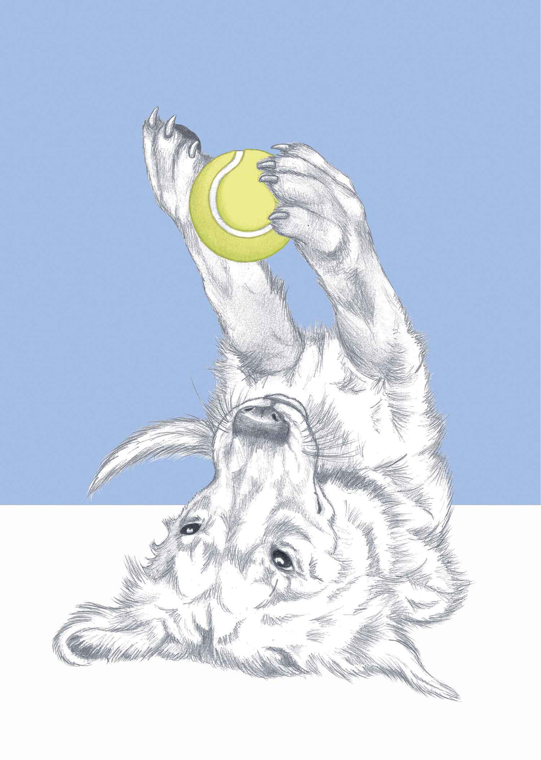 Golden retriever 2