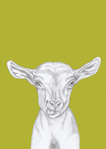 kid goat