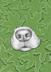 Nosy Dog