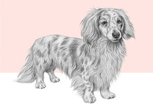 Load image into Gallery viewer, Long haired dachshund
