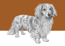 Load image into Gallery viewer, Long haired dachshund
