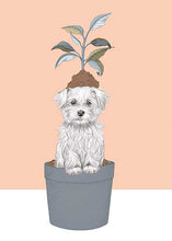 Load image into Gallery viewer, Maltezer
