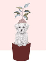 Load image into Gallery viewer, Maltezer
