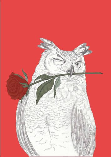 romantic owl