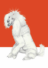 Load image into Gallery viewer, Poodle
