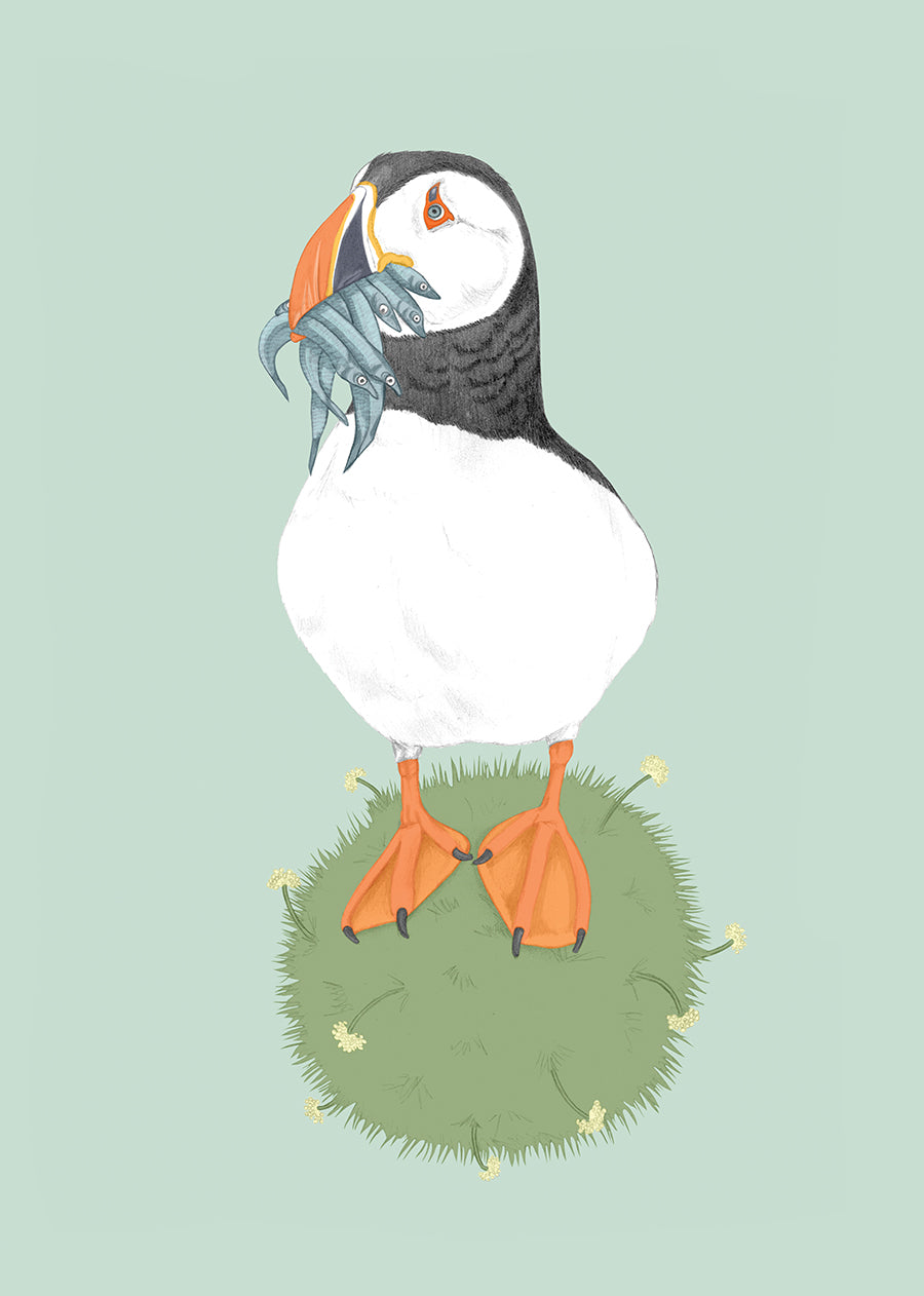 Puffin