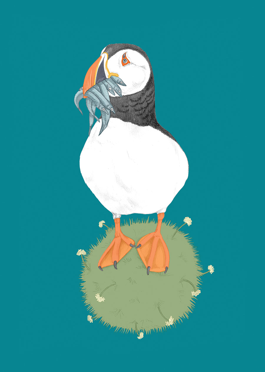 Puffin