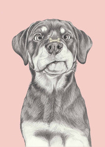 Rottweiler