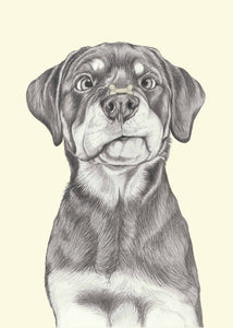 Rottweiler