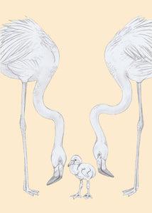 flamingo parents and baby