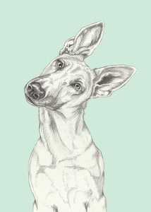 Shepherd