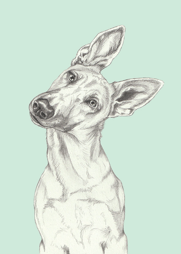 Shepherd
