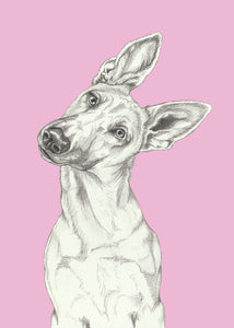 Shepherd