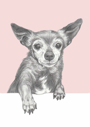 chihuahua