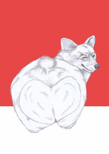 corgi