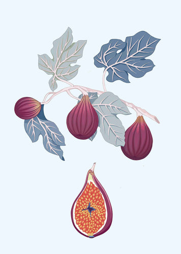 Fig