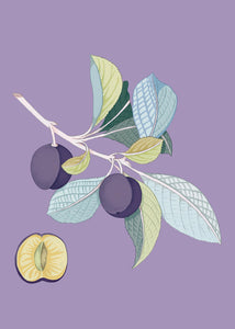 Prune