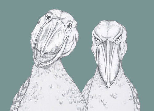 Shoebill friends