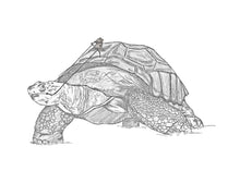 Load image into Gallery viewer, Tortoise ride
