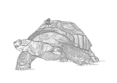 Tortoiseride