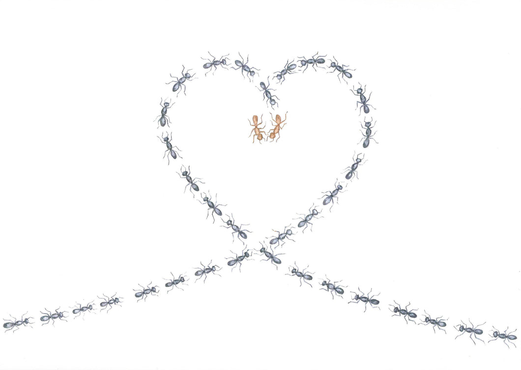 Love Ants