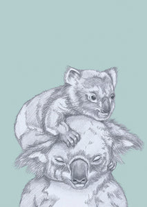 koala cuddles