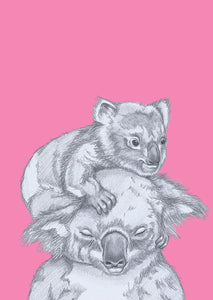 koala cuddles